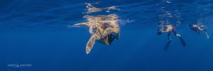 While in Isla Mujeres to swim with Whale Sharks we lucked... by Ken Kiefer 